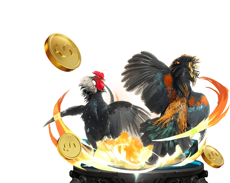 Cá cược trực tiếp đá gà đông timor